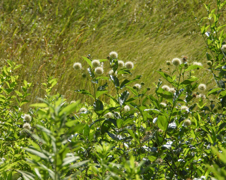 10 native shrubs that practically take care of themselves