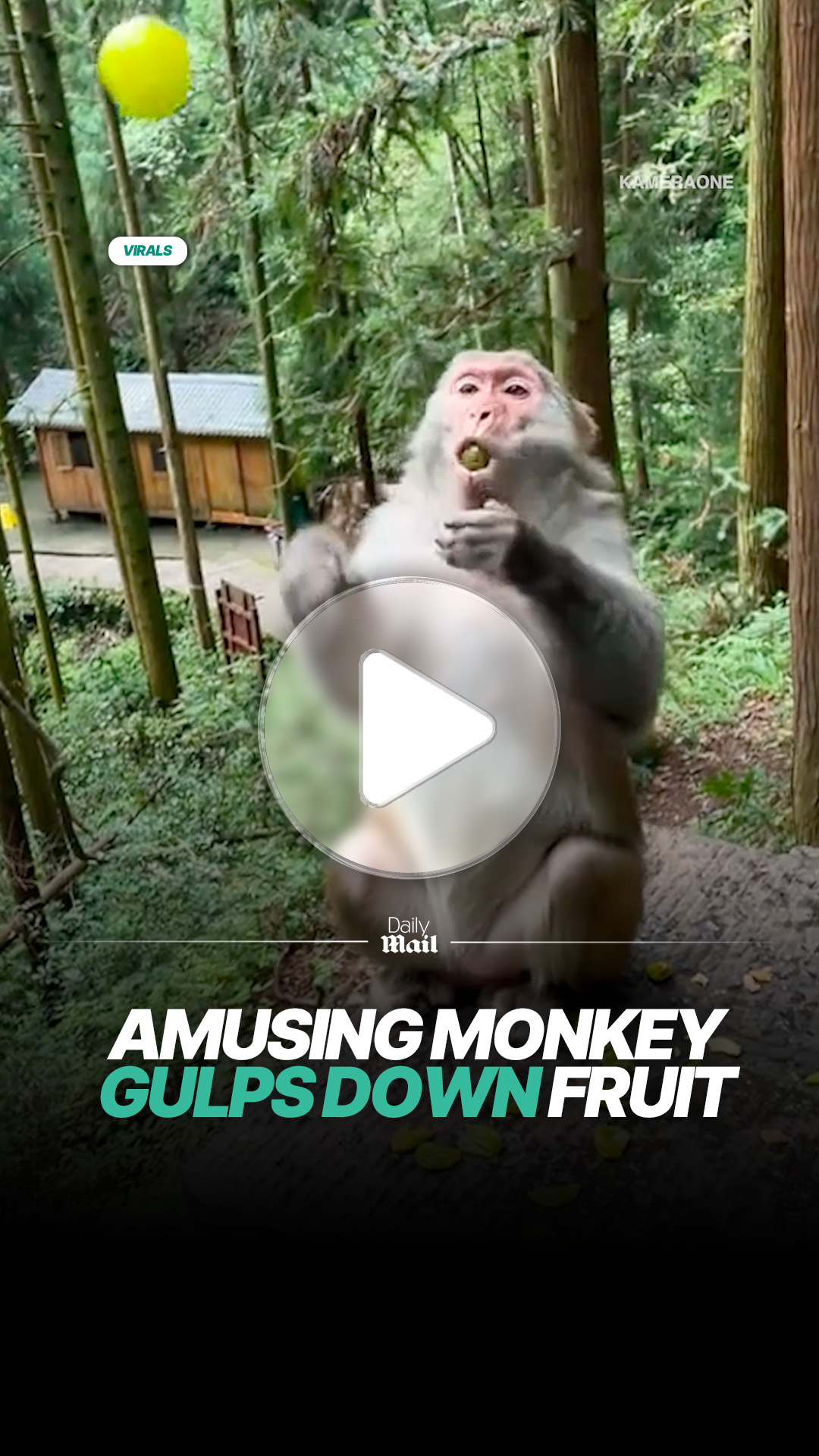 Monkey quickly devours fruit in playful moment