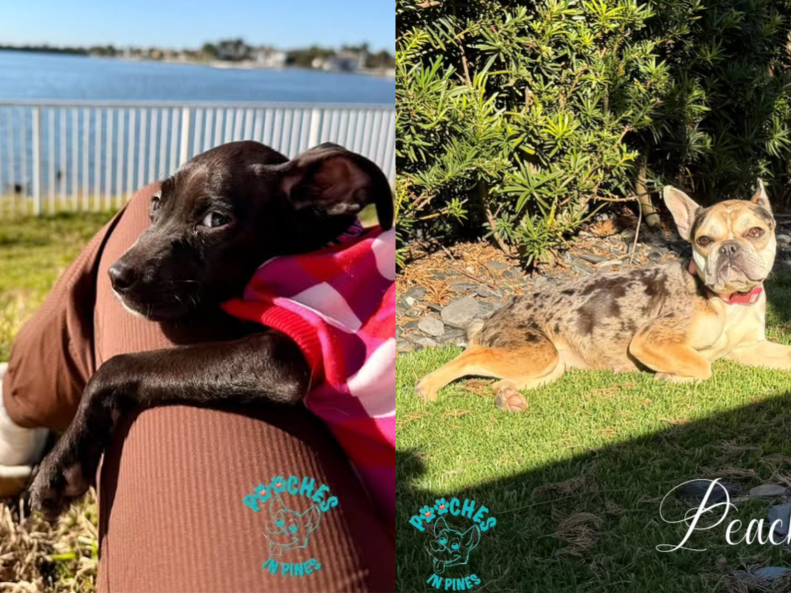 'Bounced back.' Pups in Pines animal abuse case recovering; two up for ...