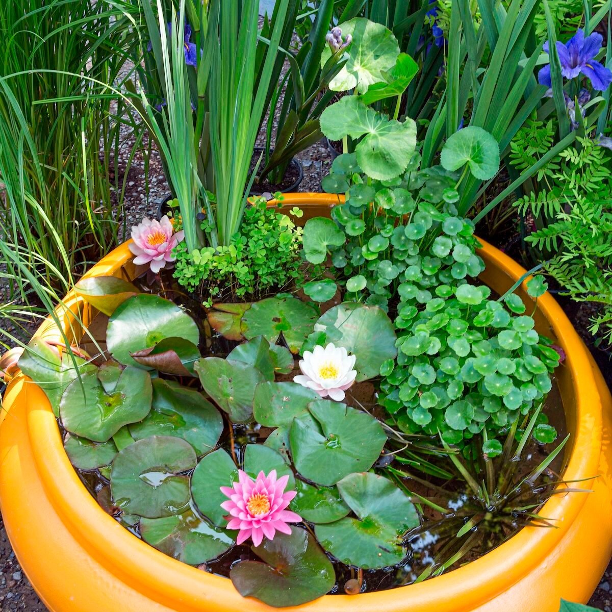 Build a container water garden that will fit anywhere