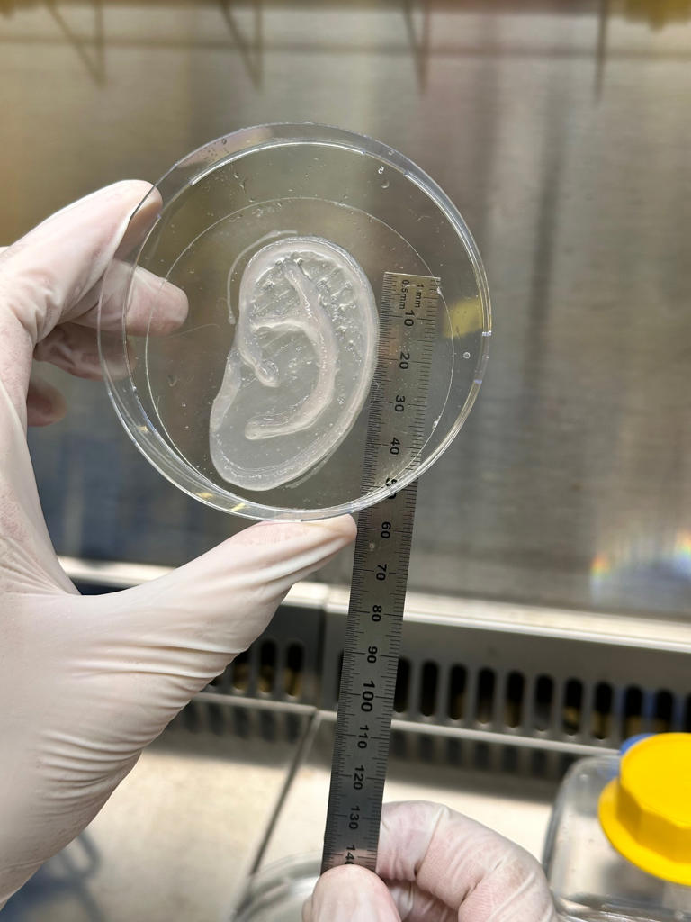 Most true-to-life ear has been 3D printed and feels just like the real ...