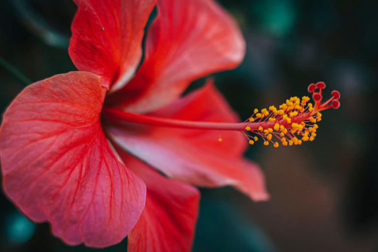 Tropical flowers blooming weeks later due to climate change