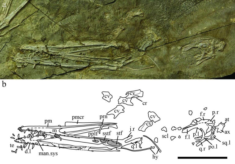 Mysterious new dinosaur-like creature found in China, experts left ...