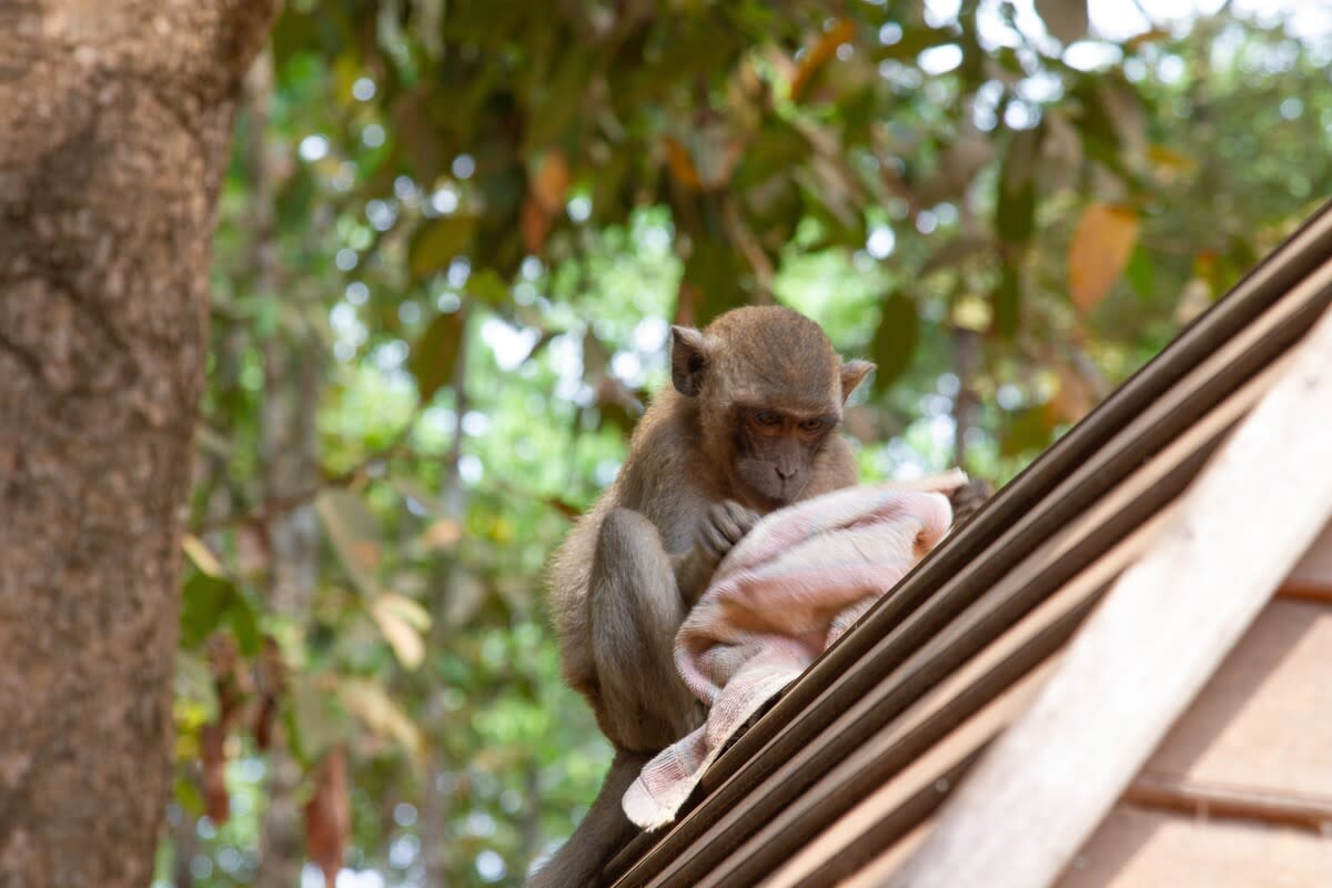 Adorable monkey rescues their favorite shawl during rooftop adventure