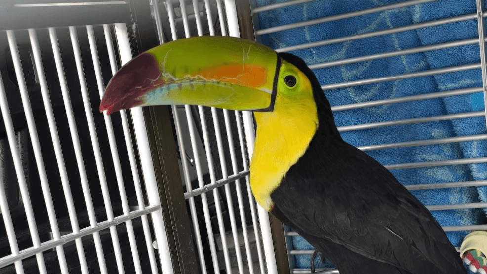 Toucan seen flying around Las Vegas for months finally rescued