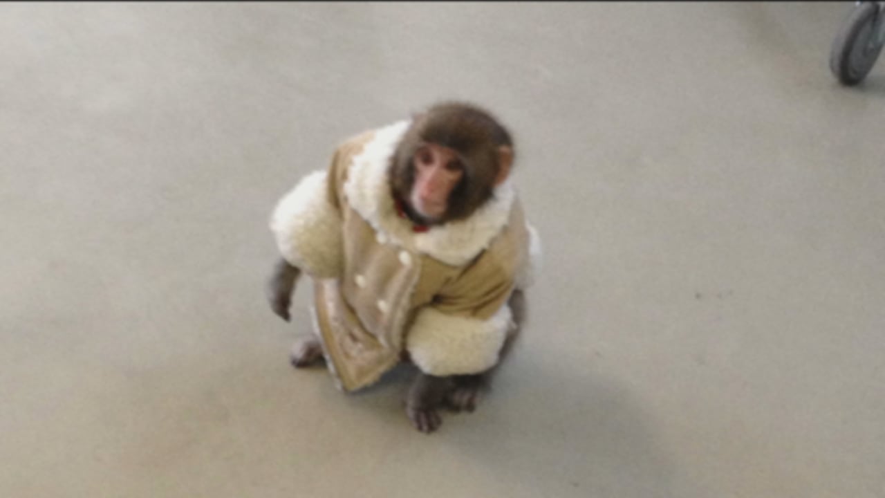 When Toronto had its own monkey viral sensation