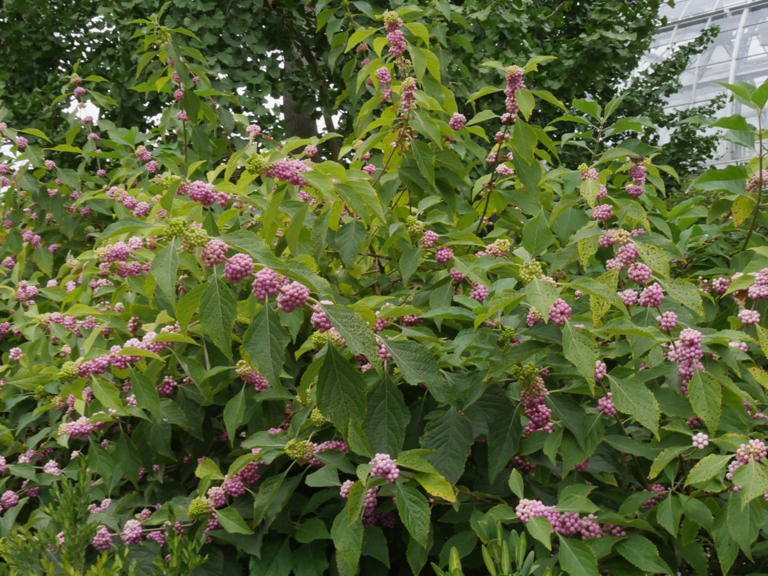 10 native shrubs that practically take care of themselves