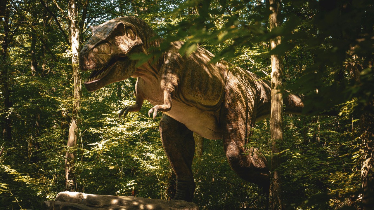 New T rex study finds predator walked on tiptoes, not flat feet