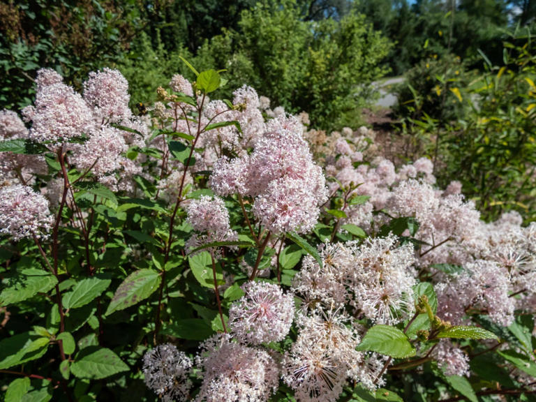 10 native shrubs that practically take care of themselves
