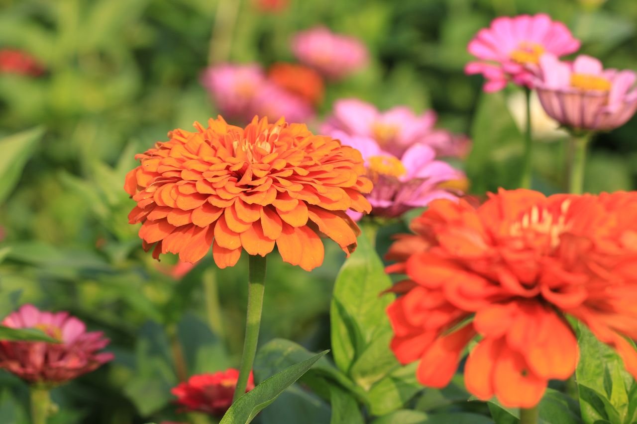 Zinnias