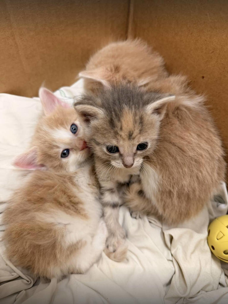 Woman opens heavy box by dumpster and can't believe how many animals ...