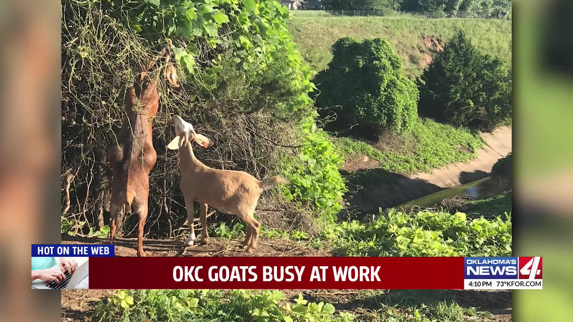OKC goats busy at work