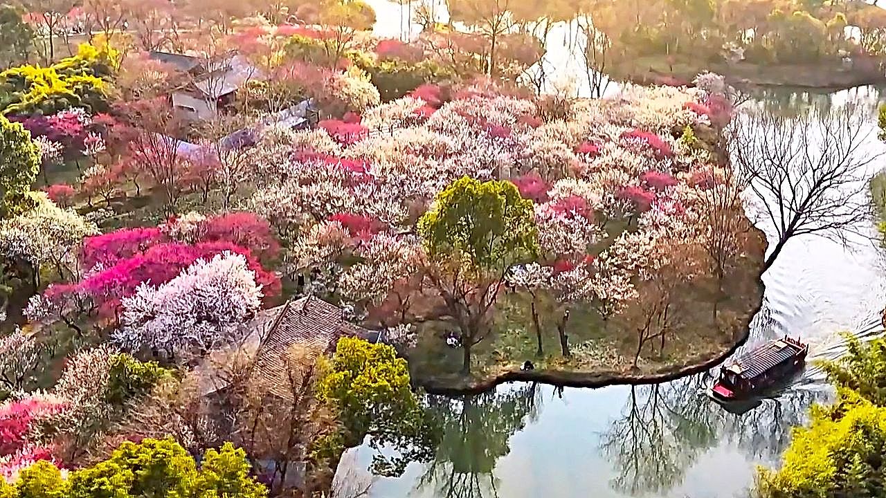 Early spring bursts to life as 20,000 plum trees bloom in China