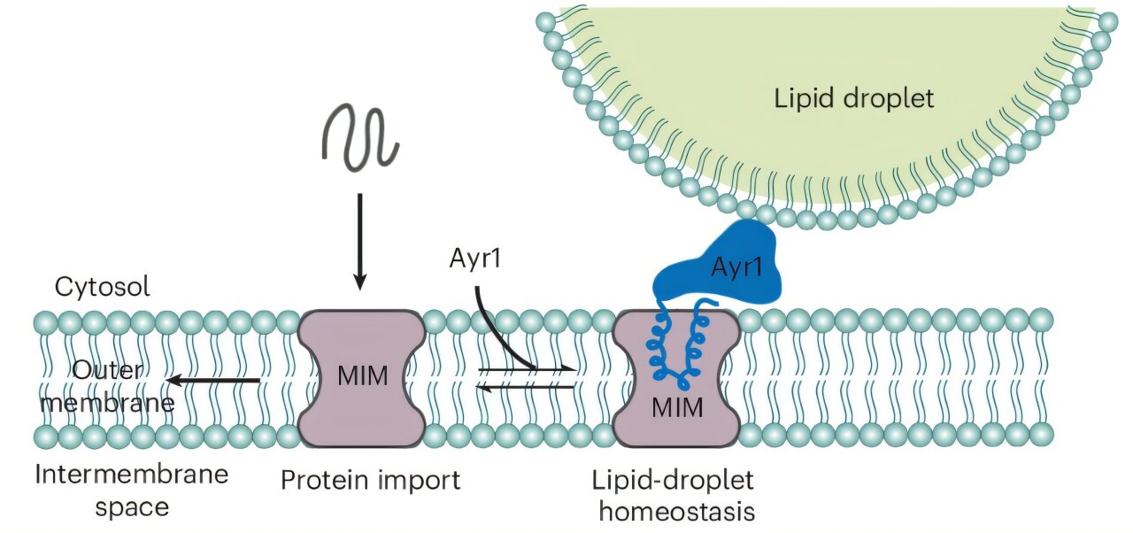 Mitochondria can reshape lipid storage in cells by repurposing a ...