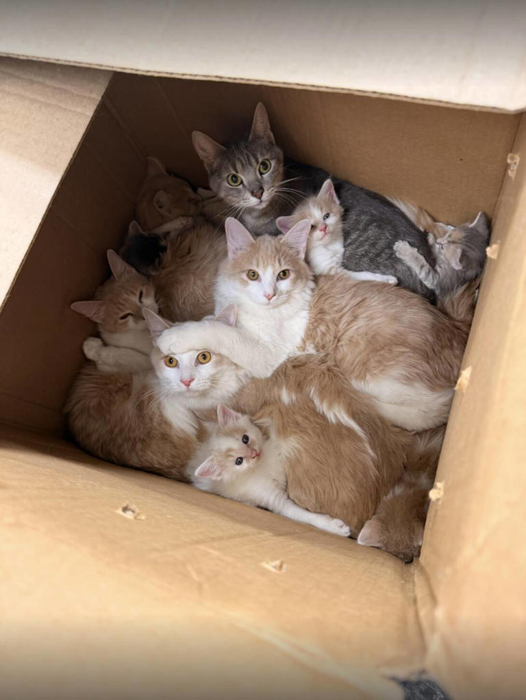 Woman opens heavy box by dumpster and can't believe how many animals ...