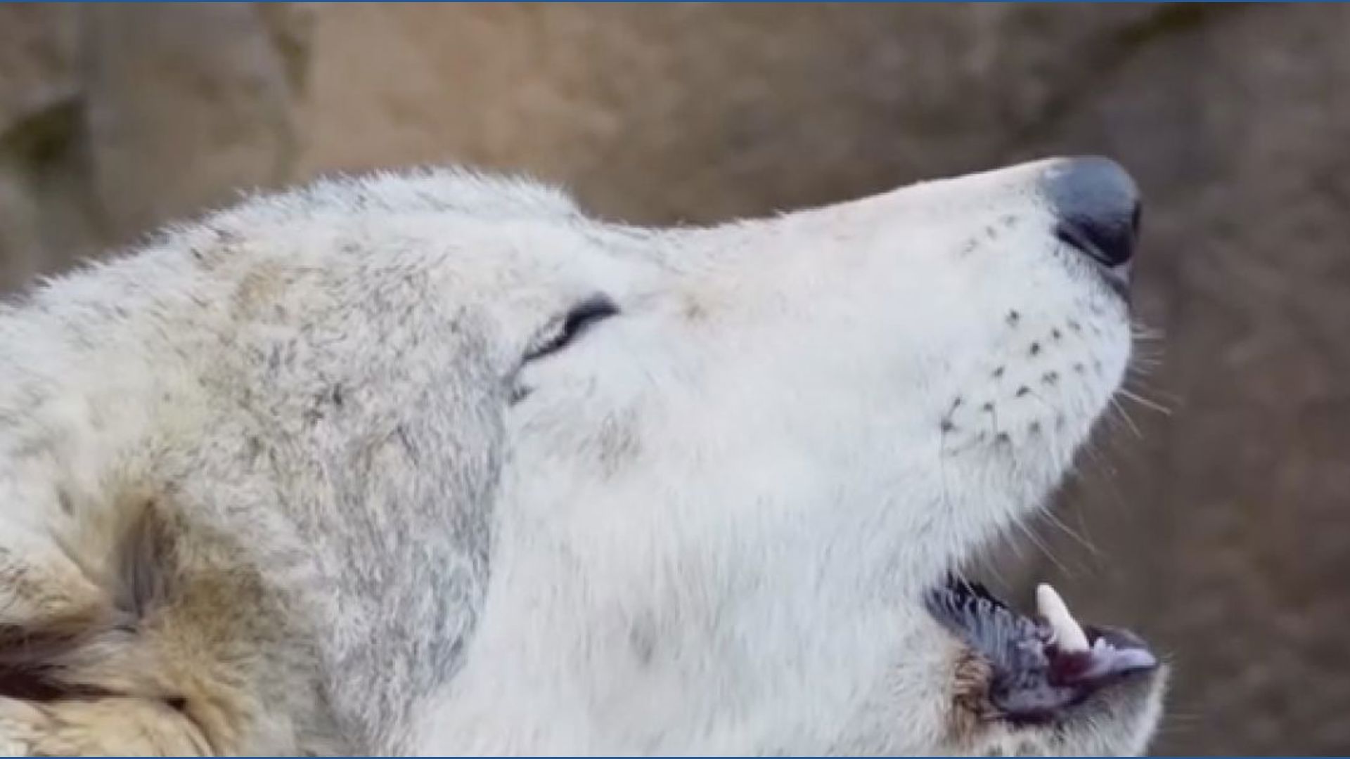 Wolves howling at the Memphis Zoo