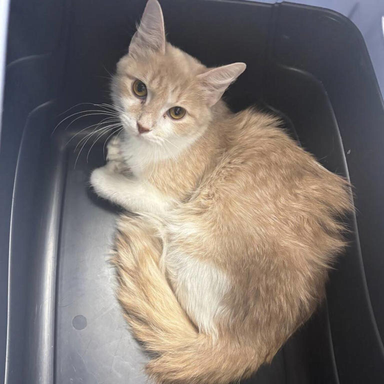 Woman opens heavy box by dumpster and can't believe how many animals ...