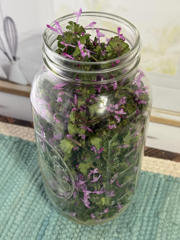 The nutritional benefits of henbit: A backyard foraging guide