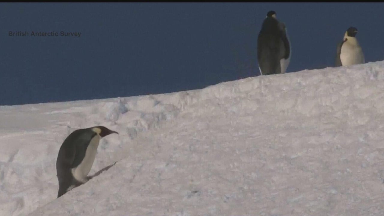 Scientists warn shrinking sea ice is putting emperor penguins at ...