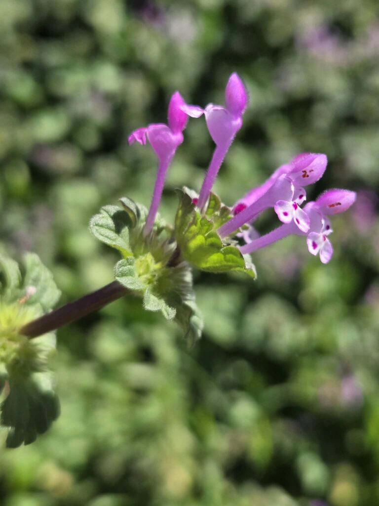 The nutritional benefits of henbit: A backyard foraging guide