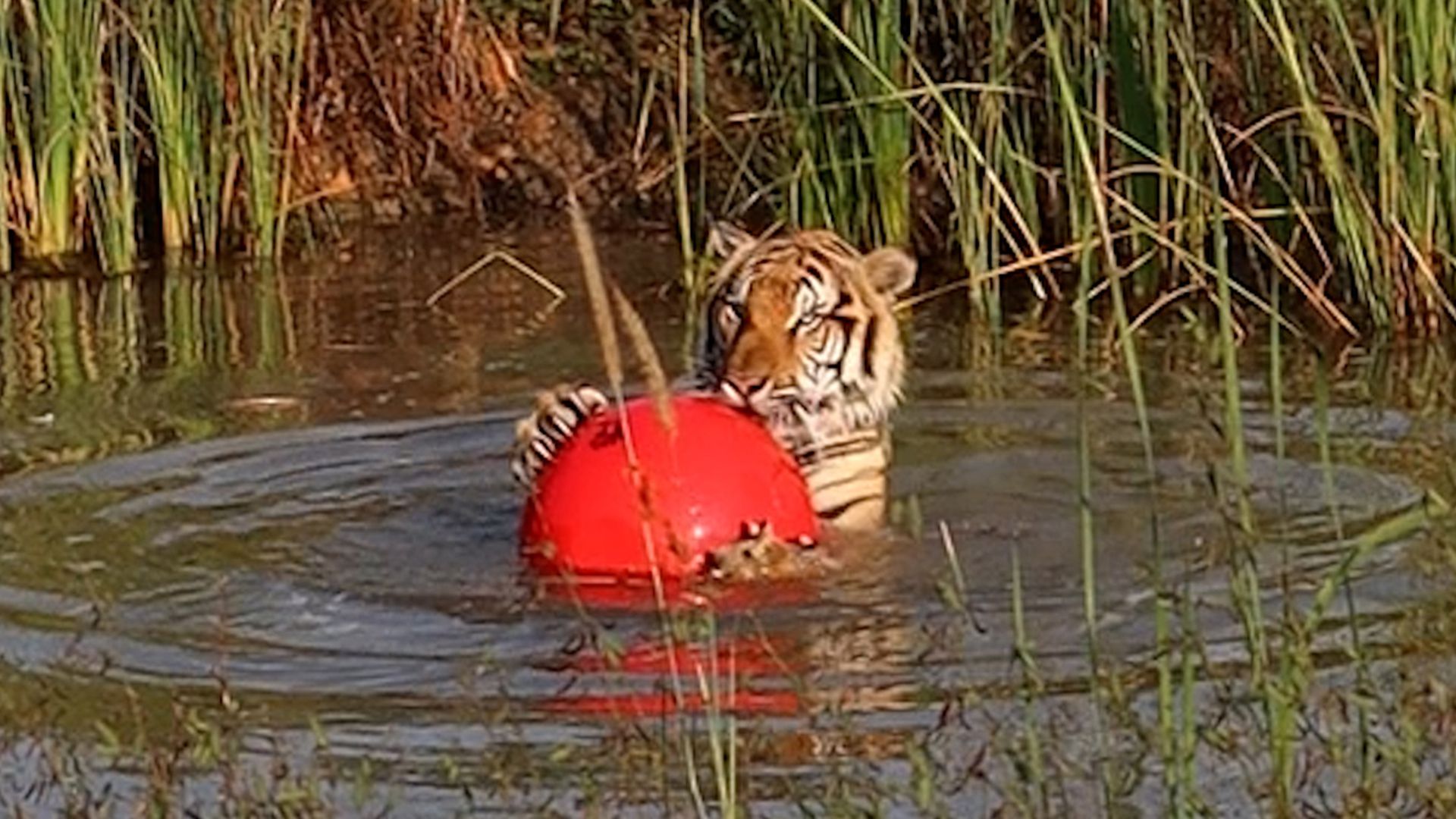 Tiger rescued from a zoo now clings to his favorite giant red ball