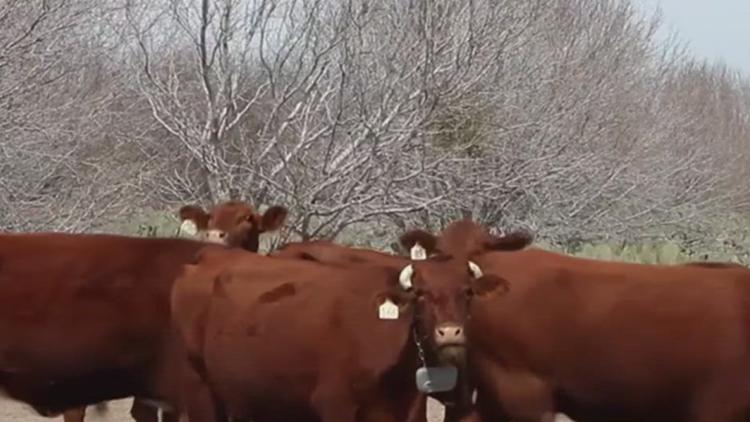 Texas A&M-Kingsville professor innovates cattle collars to combat ...