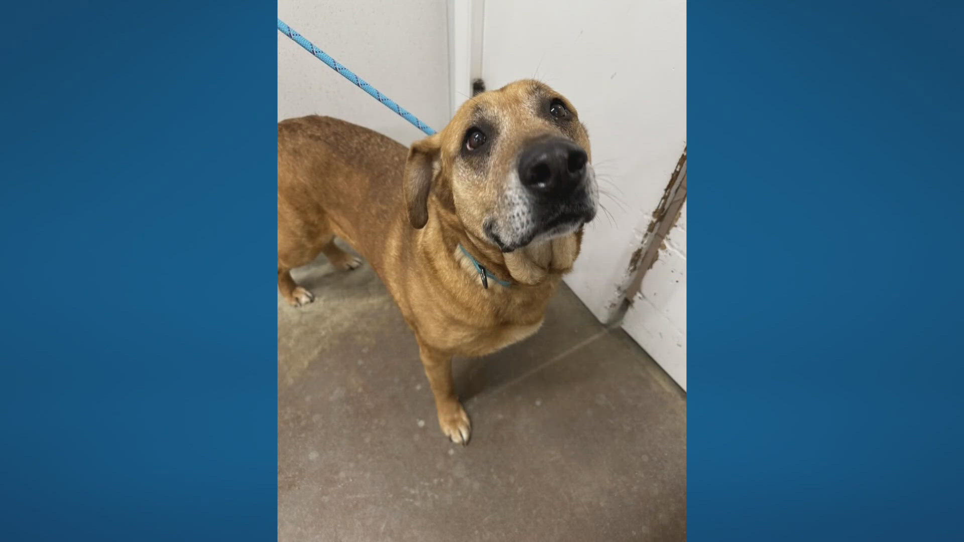 22 animals rescued in Delaware County abuse case getting ready for adoption