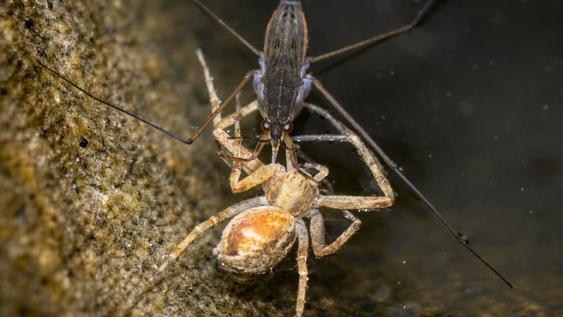 Watch this water strider capture its prey
