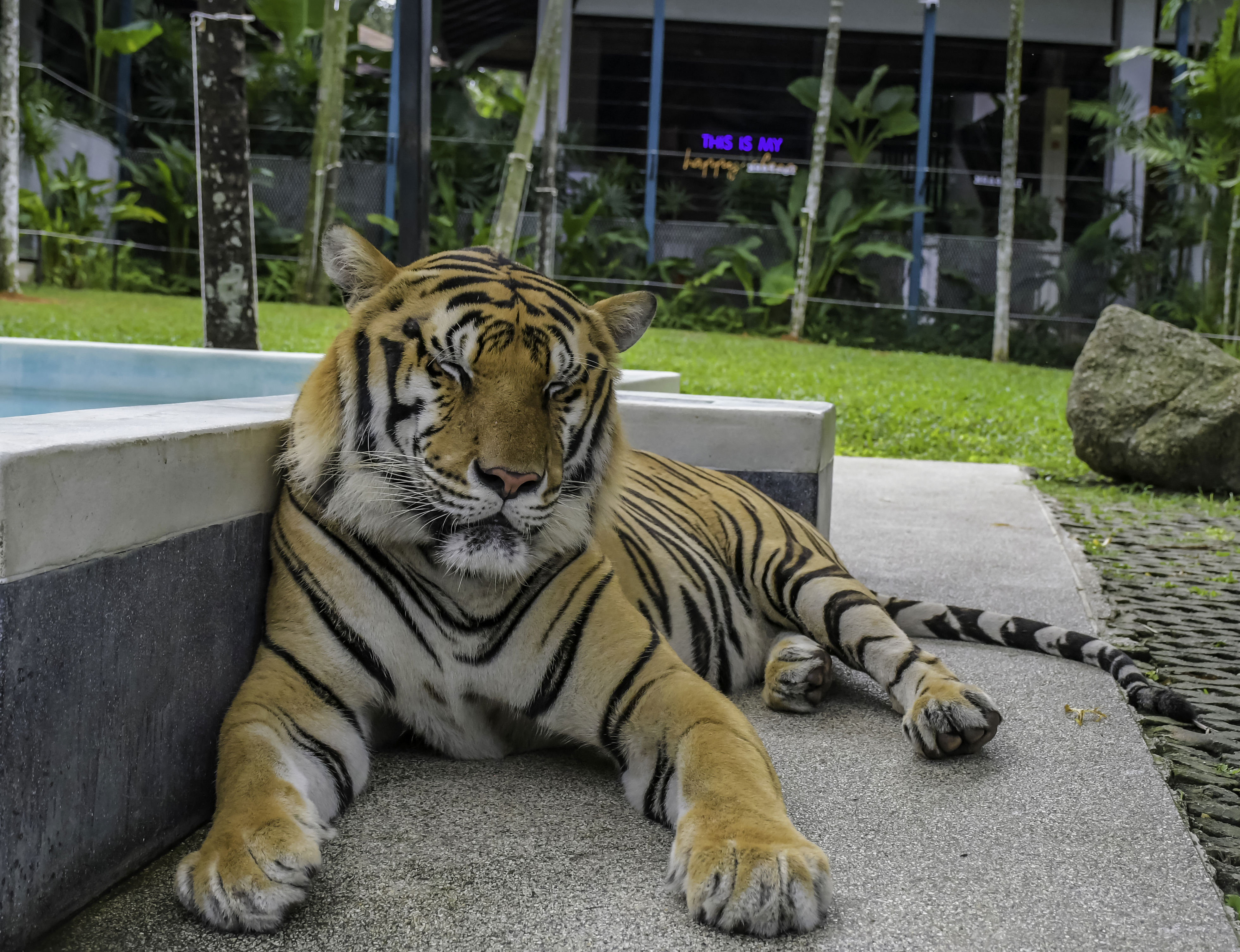 Seventy-two captive tigers in Thailand die from dangerous infections ...