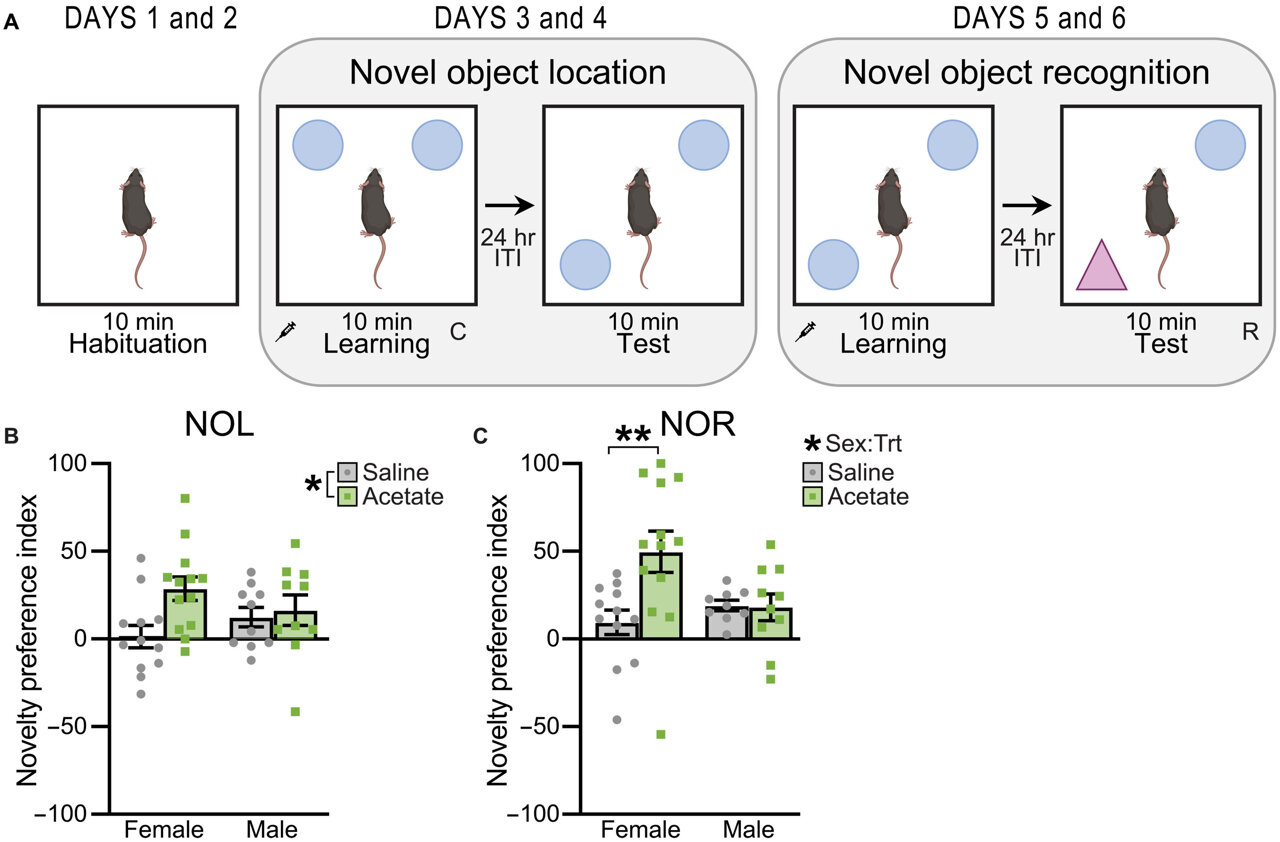 A simple energy molecule gives female mice a memory boost