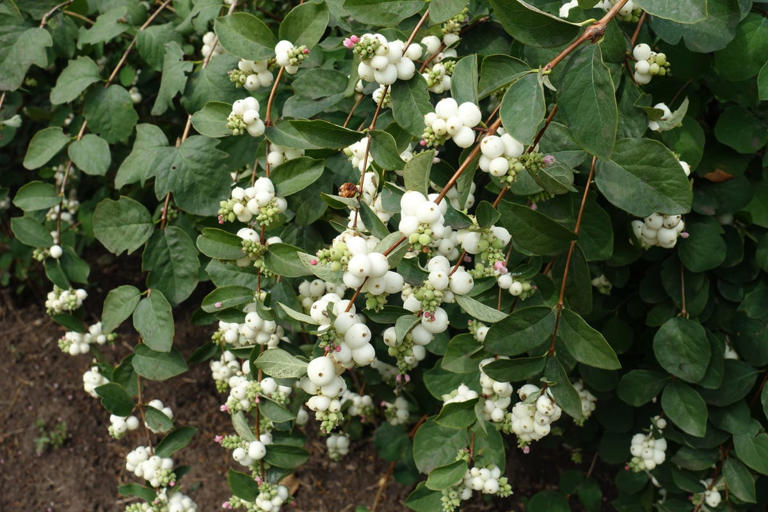 10 native shrubs that practically take care of themselves