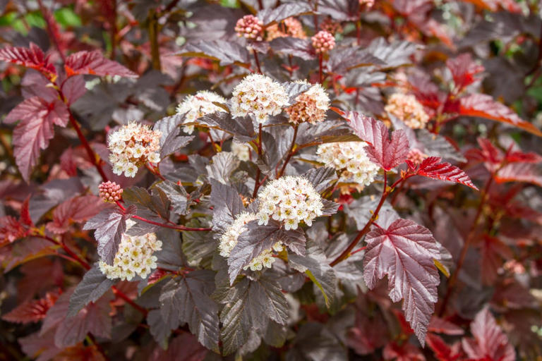 10 native shrubs that practically take care of themselves