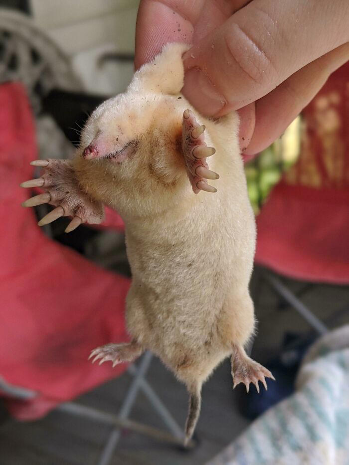 1 in 2,000,000: 46 animals with rare genetic mutations that don’t even ...