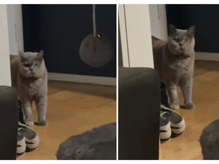 En video: divertida reacción de una gatita al ver a su familia ...