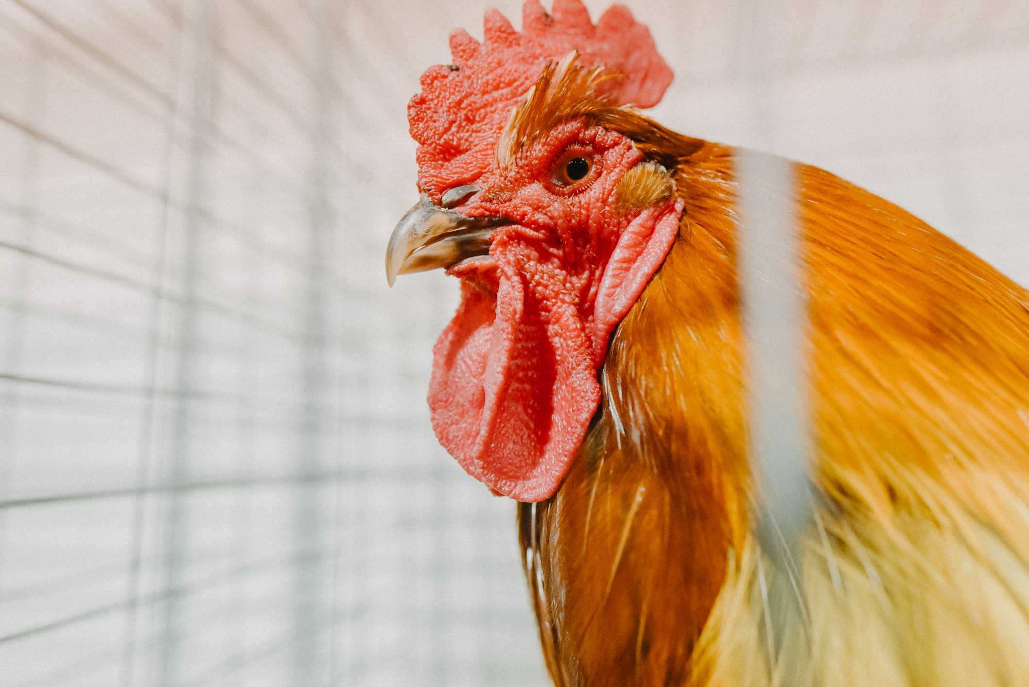 New avian flu outbreak confirmed in Lancaster County, affecting more ...