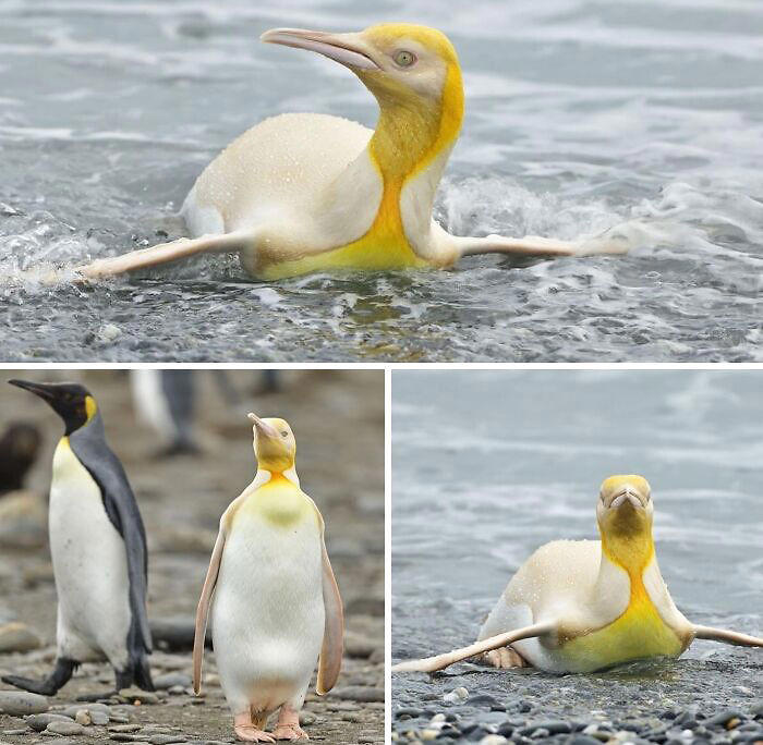 1 in 2,000,000: 46 animals with rare genetic mutations that don’t even ...