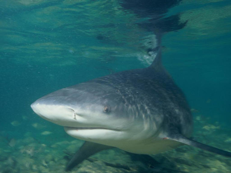 Heavy rainfall sparks new shark warning