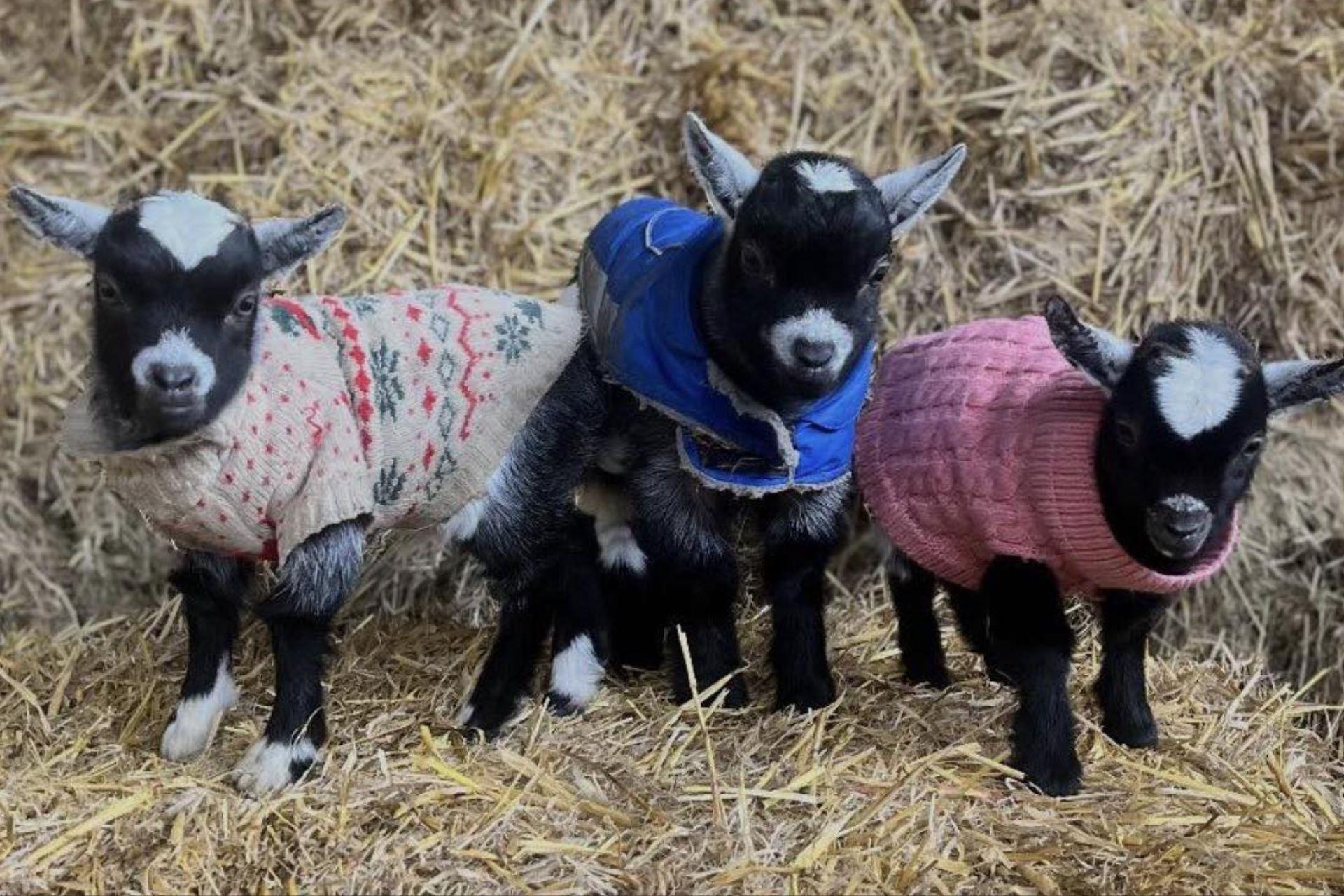 Derbyshire farm shop on outskirts of Chesterfield welcomes three ...