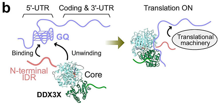 How RNA binding selectivity arises from disordered regions
