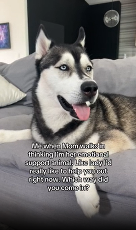 Funny husky saying goodbye in the most adorable way