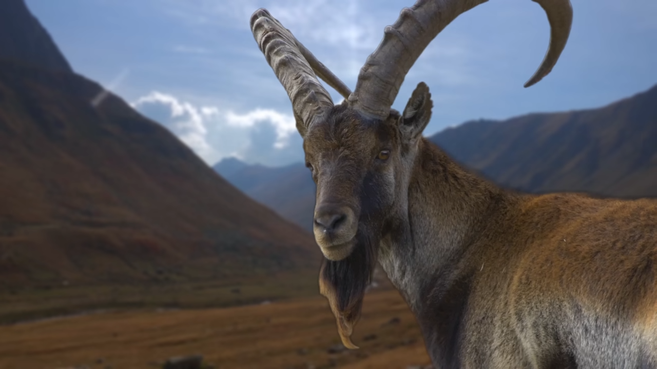 Watch what happens when one of the rarest hoofed animals appears in the ...