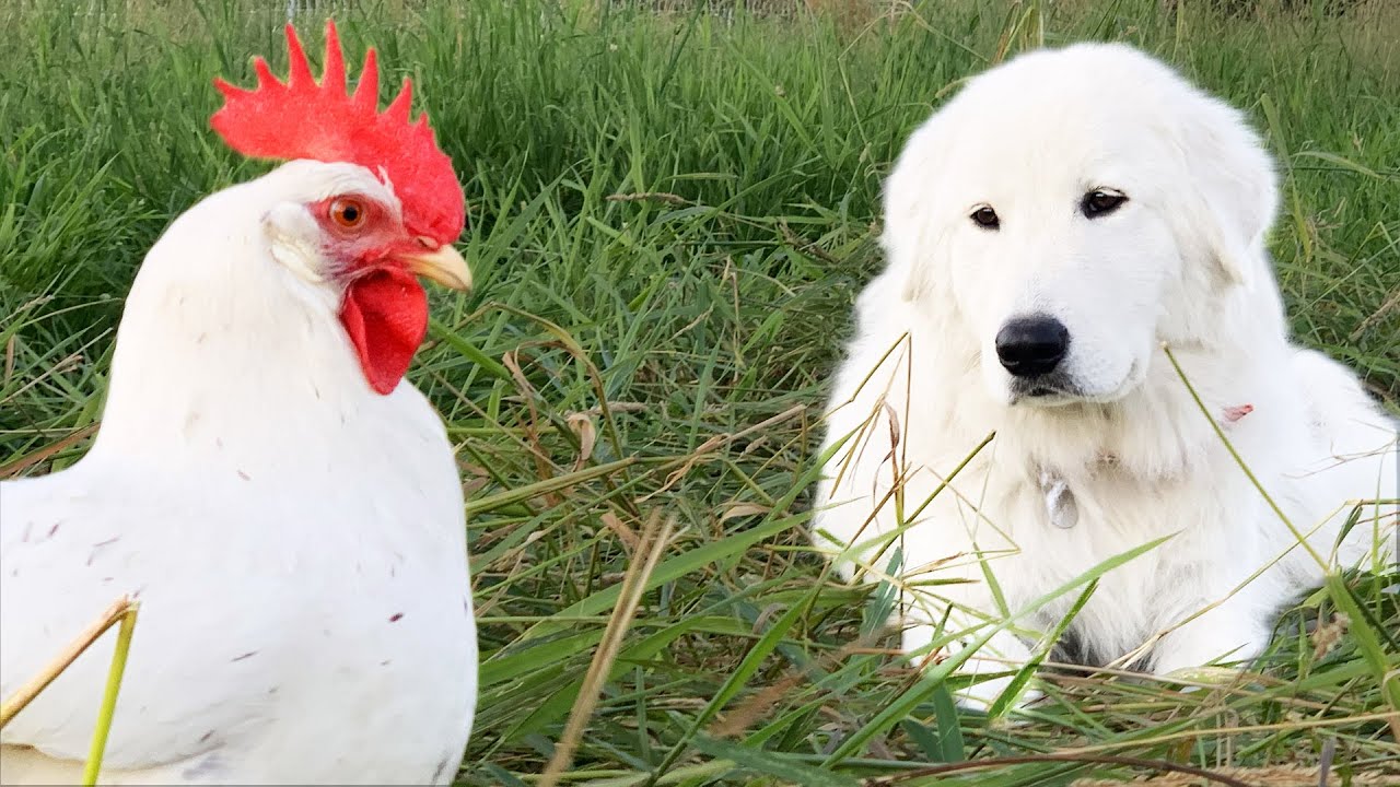 A brave livestock guardian dog protects poultry on a Vermont farm