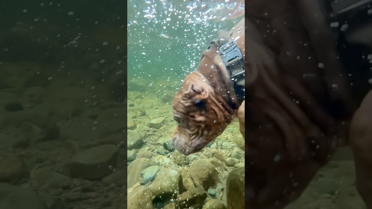 Discover the amazing length of time dogs can hold their breath