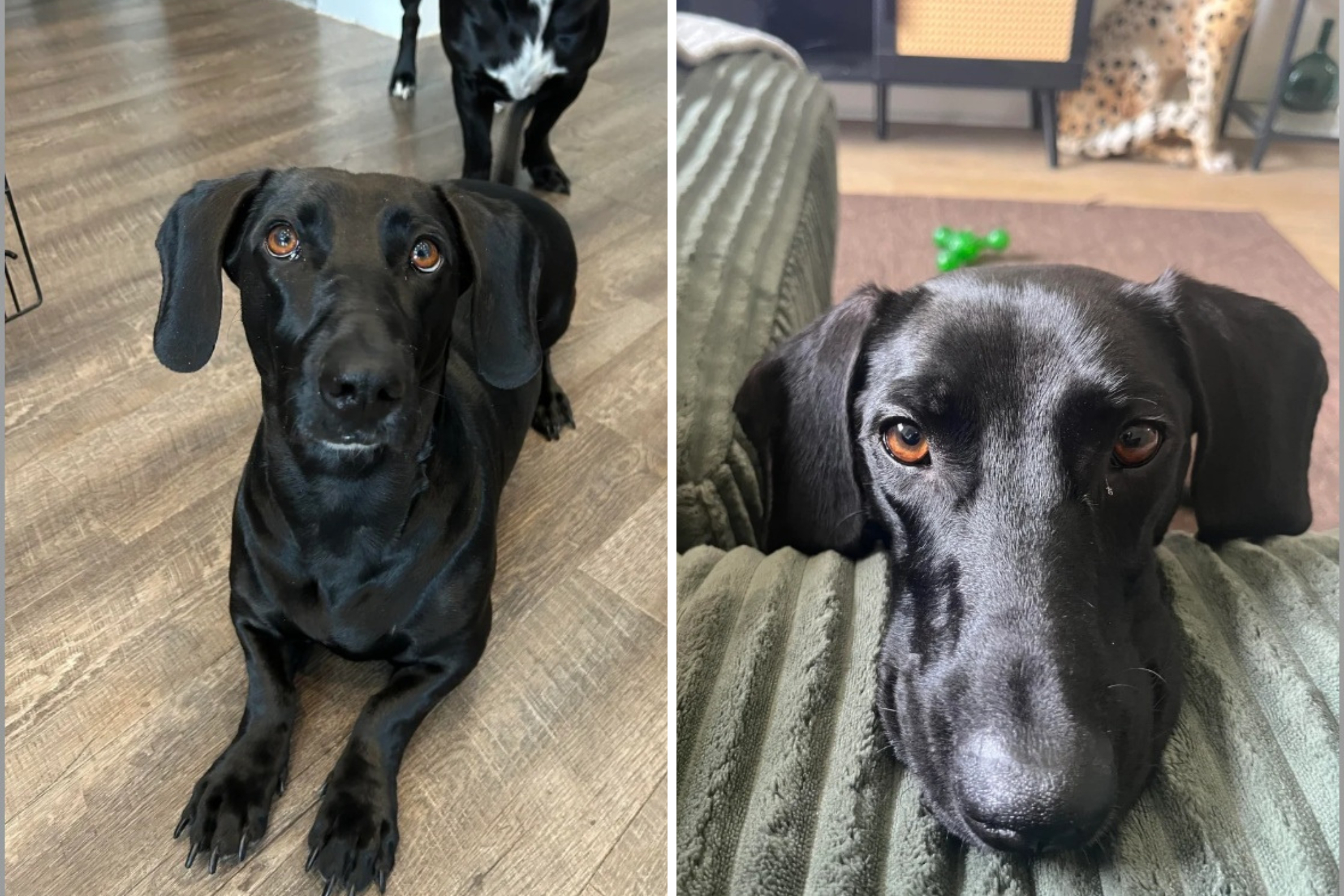 Dachshund and Great Dane have puppies, owner reveals mind-blowing result