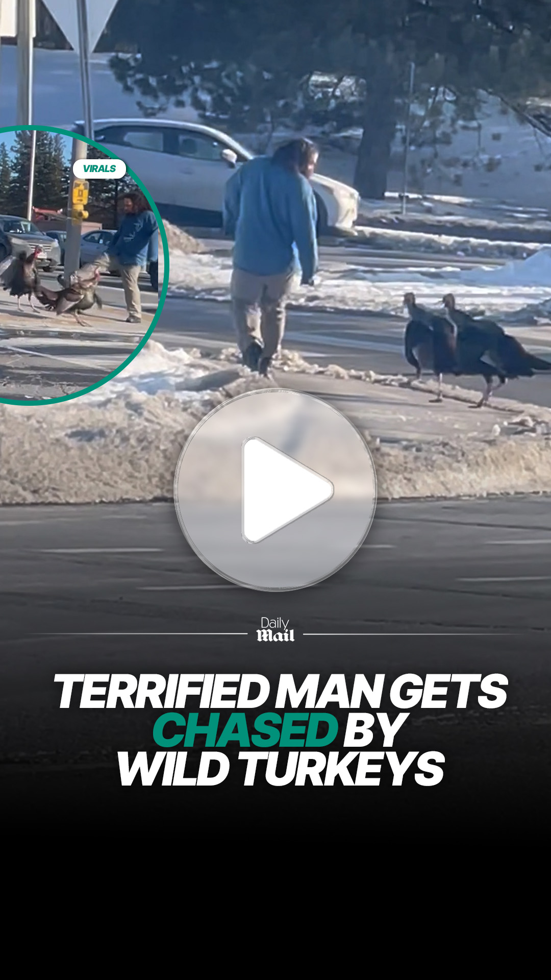 Man chased by wild turkeys in unexpected encounter
