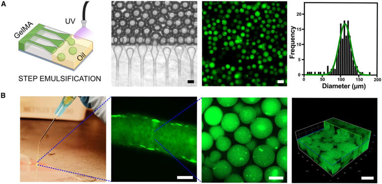 MIT engineers built injectable 'satellite livers' as an alternative to ...