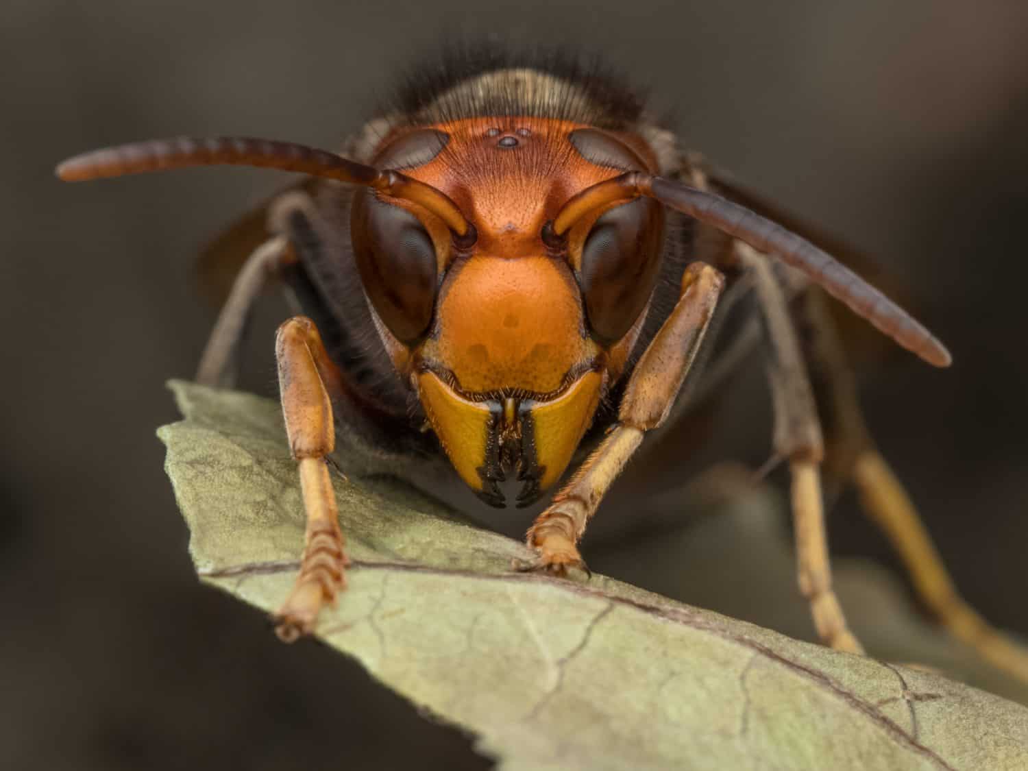 How everyday activities spread invasive species across the US