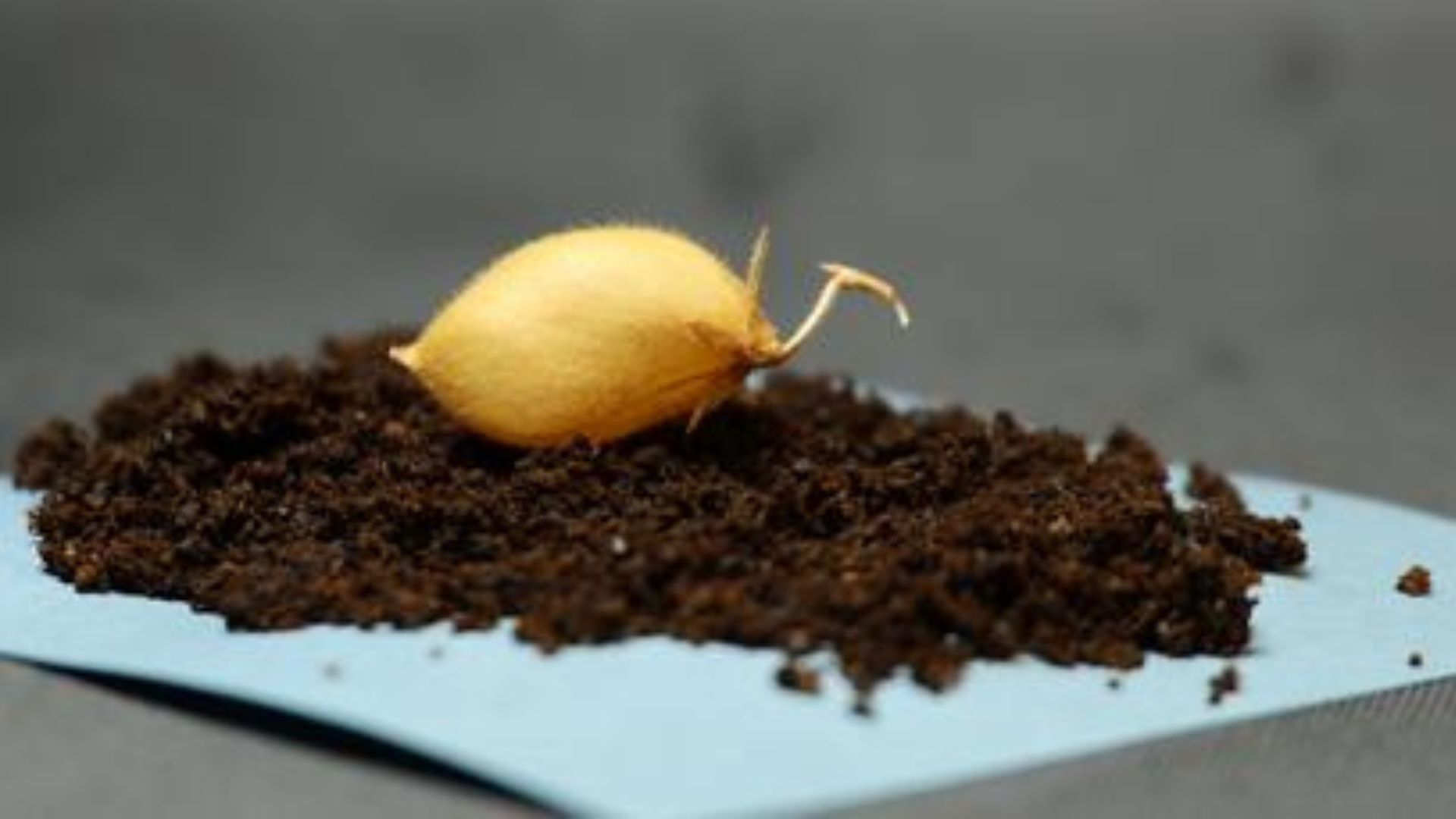 Chickpeas grown in lunar soil simulant for first time could become food ...