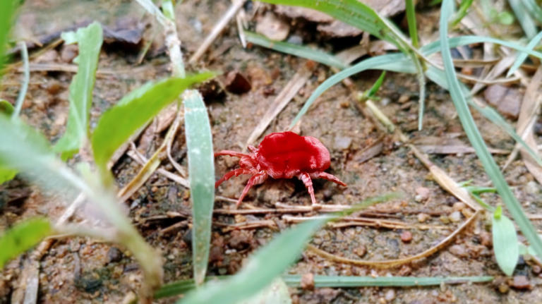 A delicious herb that may be the key to keeping chiggers out of your yard