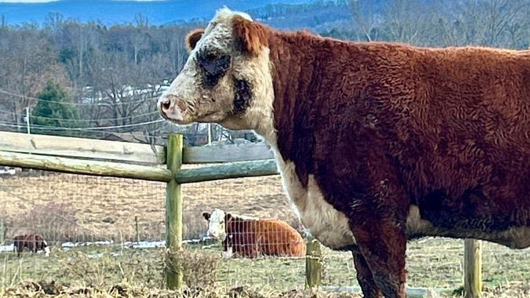 Update: Wyoming County woman charged in animal cruelty case involving cow